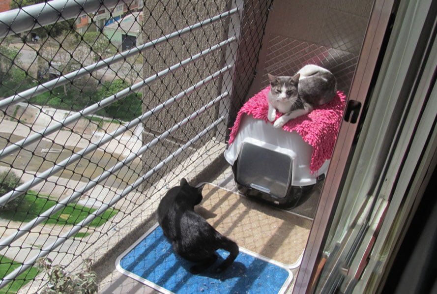 La instalación de mallas en los balcones hace parte del derecho a convivir  con animales de compañía